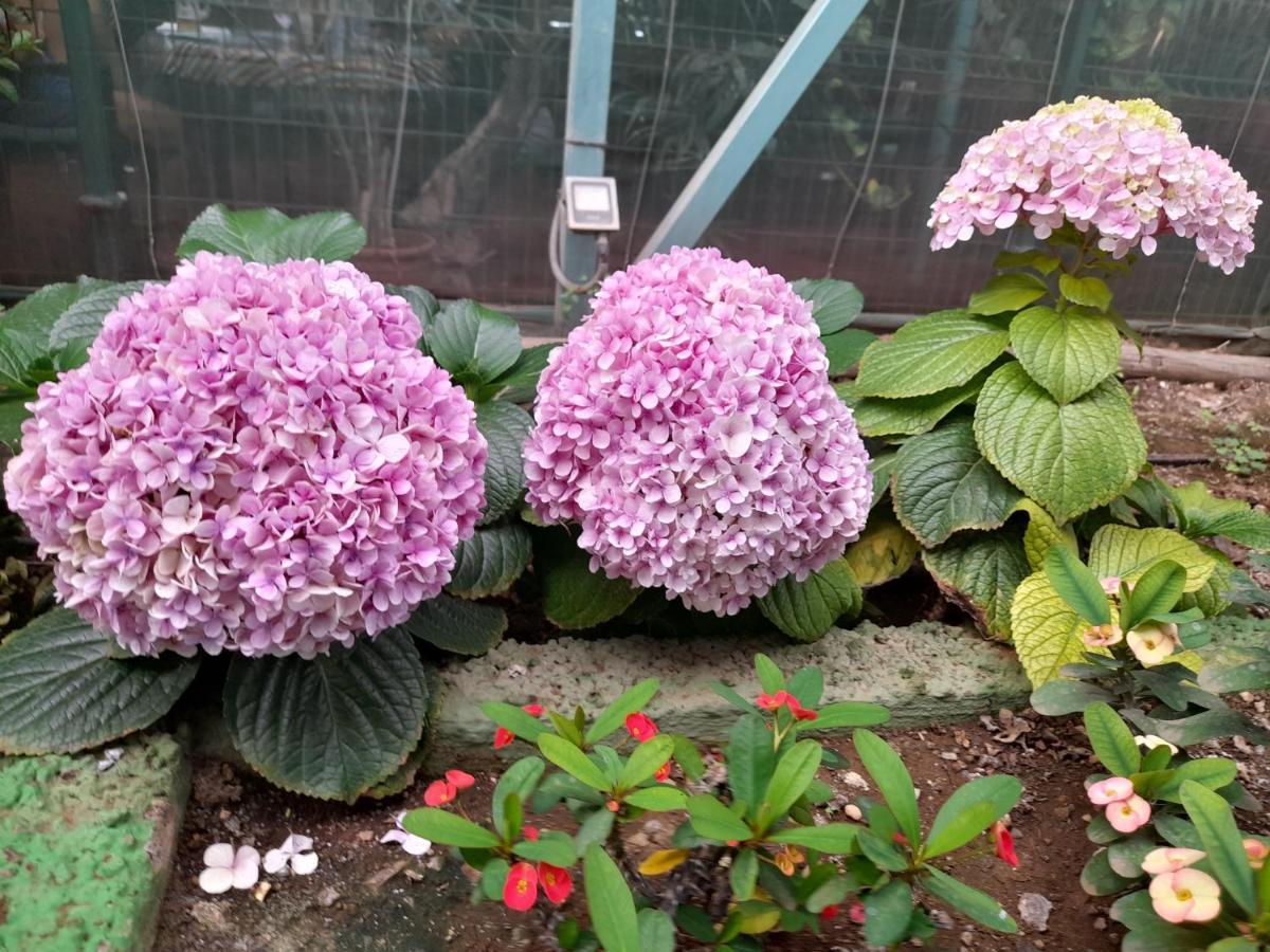 Tenerife Homestay Сан Мигел де Абона Екстериор снимка